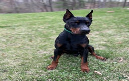 Doberman Pinscher dogs for sale: Dante - Image 8