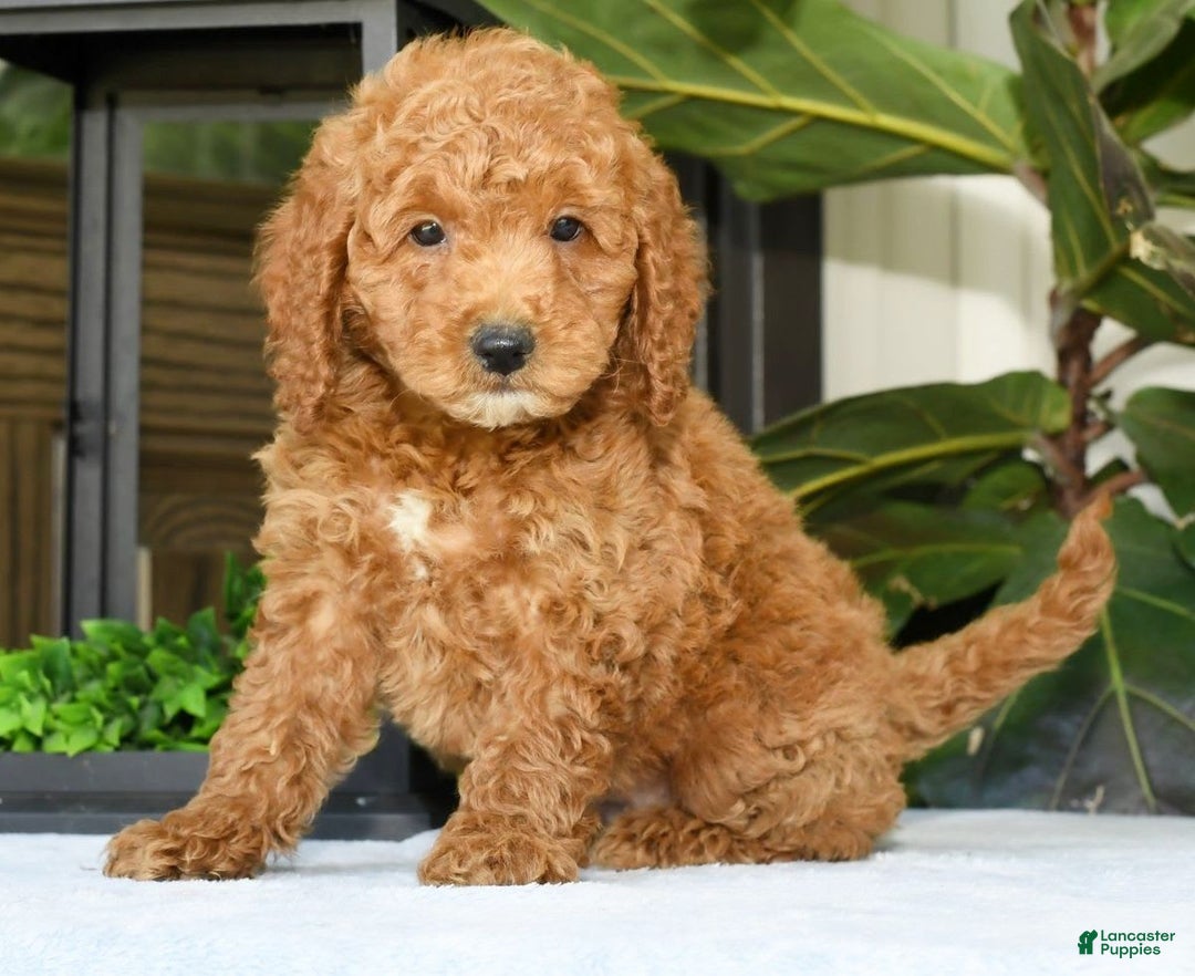 Mini Goldendoodle dogs for sale: Vince - Image 3