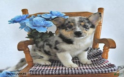 American Eskimo dogs for sale: Spunky - Image 5