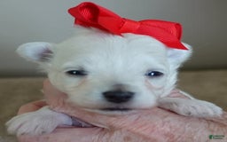 Maltipoo dogs for sale: Beans - Image 18