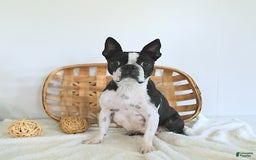 Frenchton dogs for sale: Zeke - Image 16