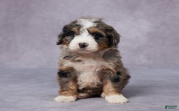 Mini Bernedoodle dogs for sale: Cody - Image 3