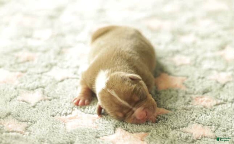 American Bully dogs for sale - Ad 3