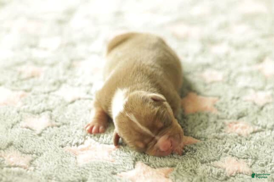American Bully dogs for sale: Scar - Image 1