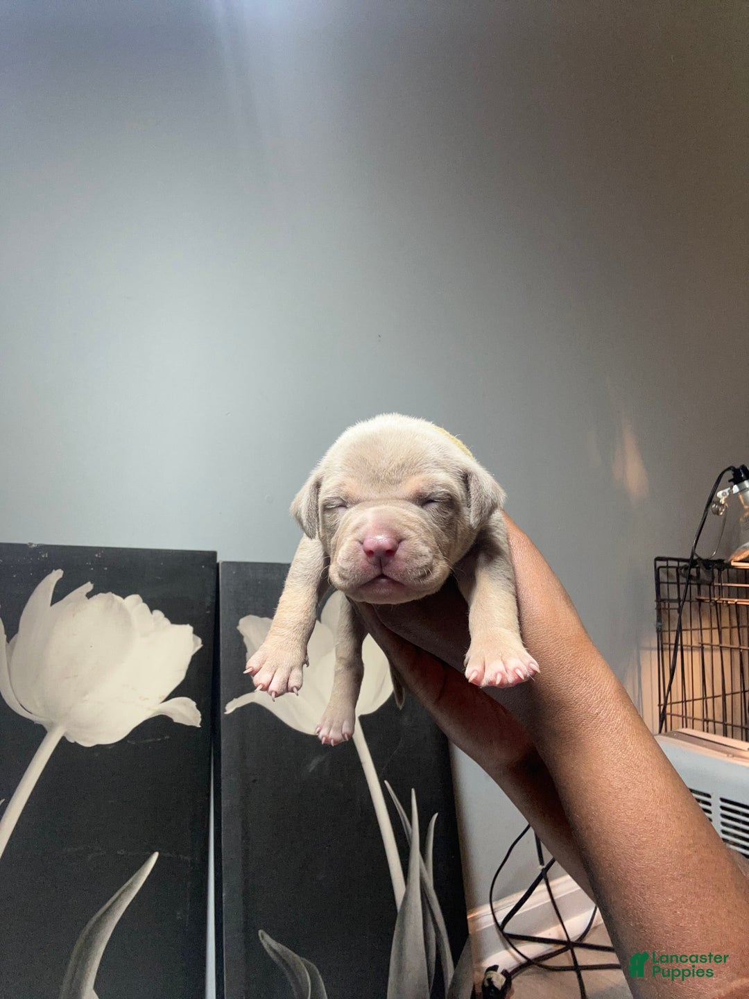 American Bully dogs for sale: Tweety Bird - Image 1