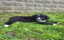 Bernedoodle dogs for sale: Tux - Image 3