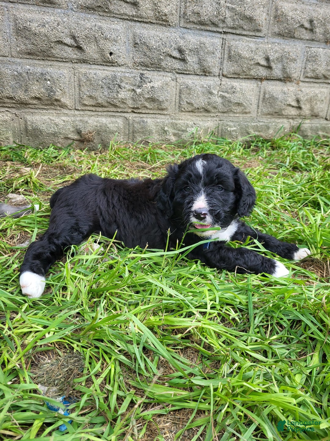 Bernedoodle dogs for sale: Tux - Image 3
