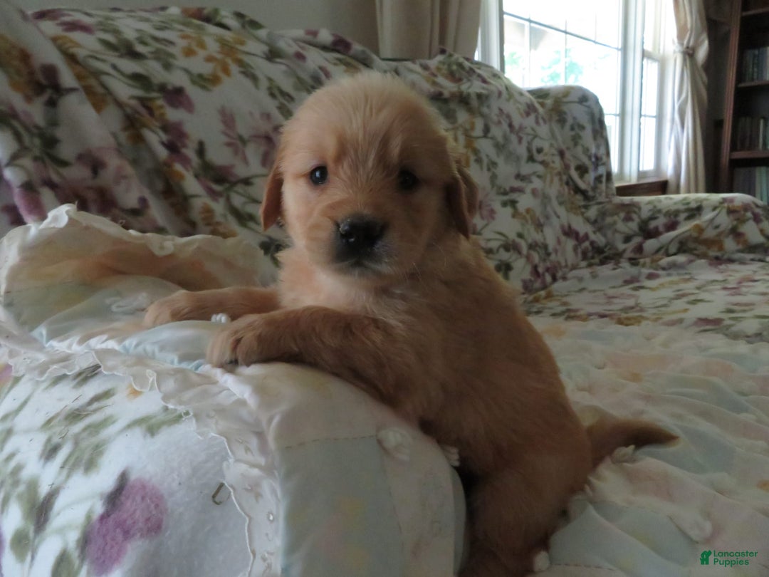 Golden Retriever dogs for sale: Truffle - Image 21