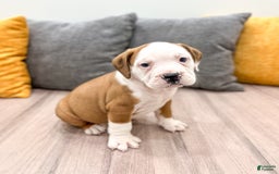Beabull dogs for sale: Duke - Image 3
