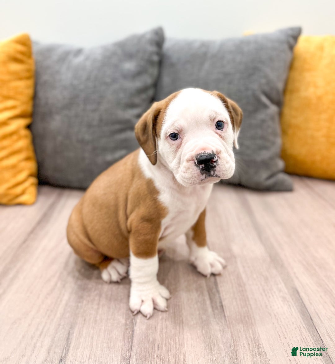 Beabull dogs for sale: Duke - Image 3