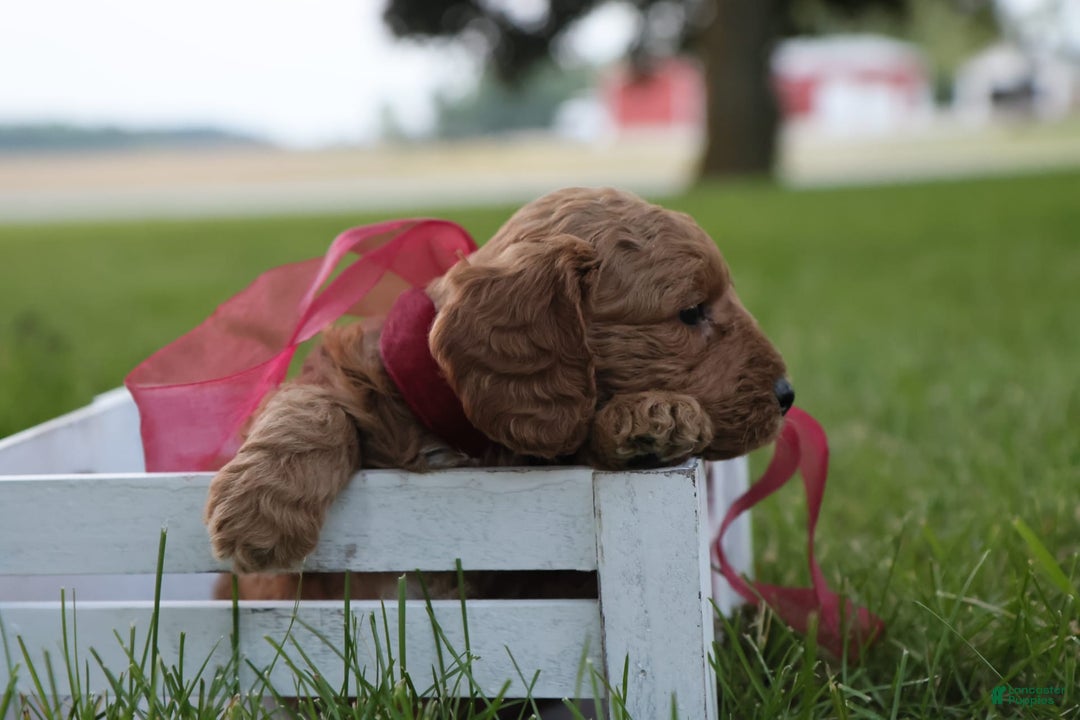 Mini Goldendoodle dogs for sale: Rosie - Image 2