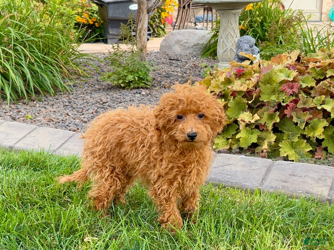 Maltipoo dogs for sale: Gary - Image 9