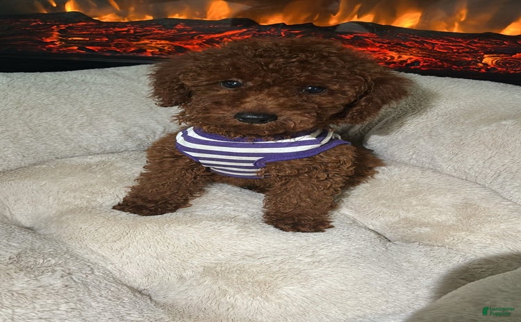 Miniature Poodle dogs for sale - Ad 2