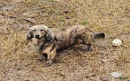 Miniature Dachshund dogs for sale: Molly - Image 6
