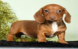 Miniature Dachshund dogs for sale: Diana - Image 6