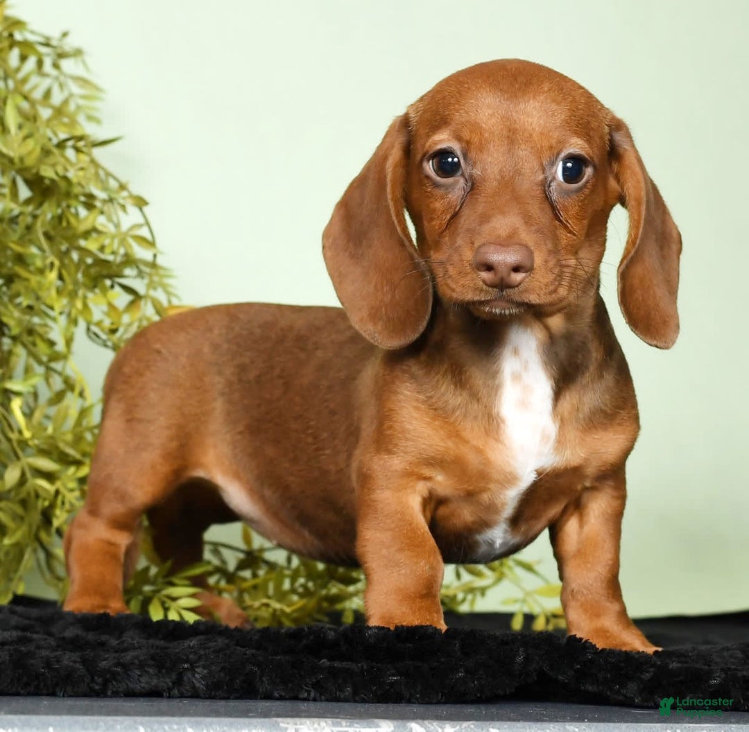 Miniature Dachshund dogs for sale: Diana - Image 6