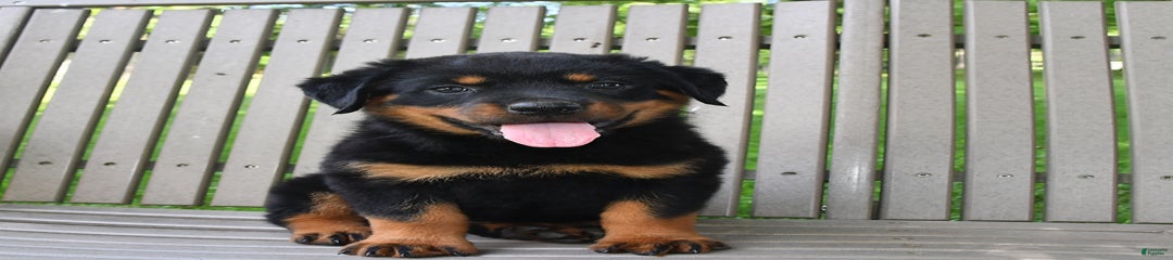 Amy