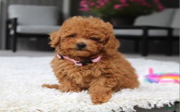 Miniature Poodle dogs for sale: Nala - Image 8