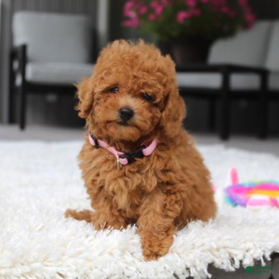 Miniature Poodle dogs for sale: Nala - Image 8