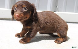 Dachshund dogs for sale: Anna Mini - Image 3