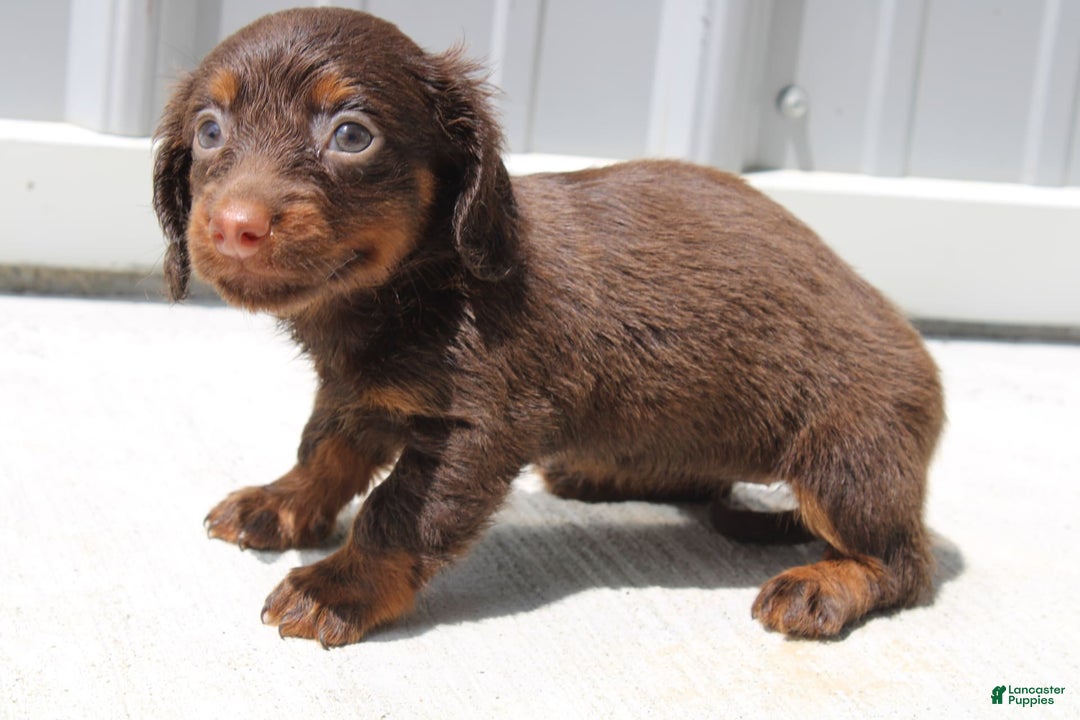 Dachshund dogs for sale: Anna Mini - Image 3