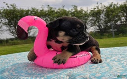 Olde English Bulldogge dogs for sale: George - Image 29