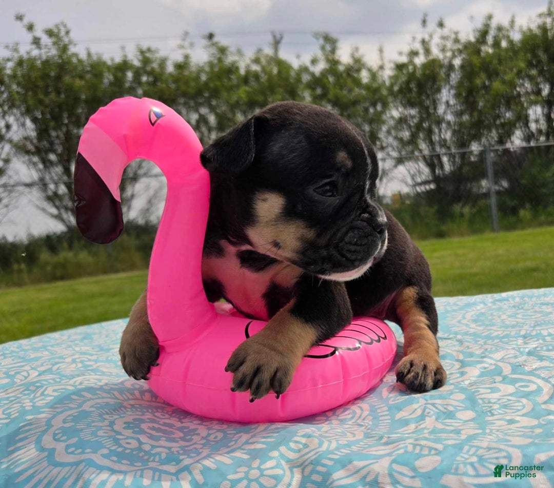 Olde English Bulldogge dogs for sale: George - Image 29