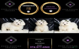 Maltipoo dogs for sale: Maltipoo 3 puppies - Image 12