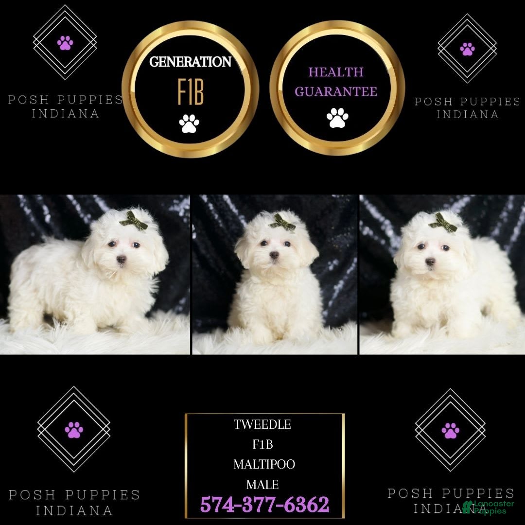 Maltipoo dogs for sale: Maltipoo 3 puppies - Image 12