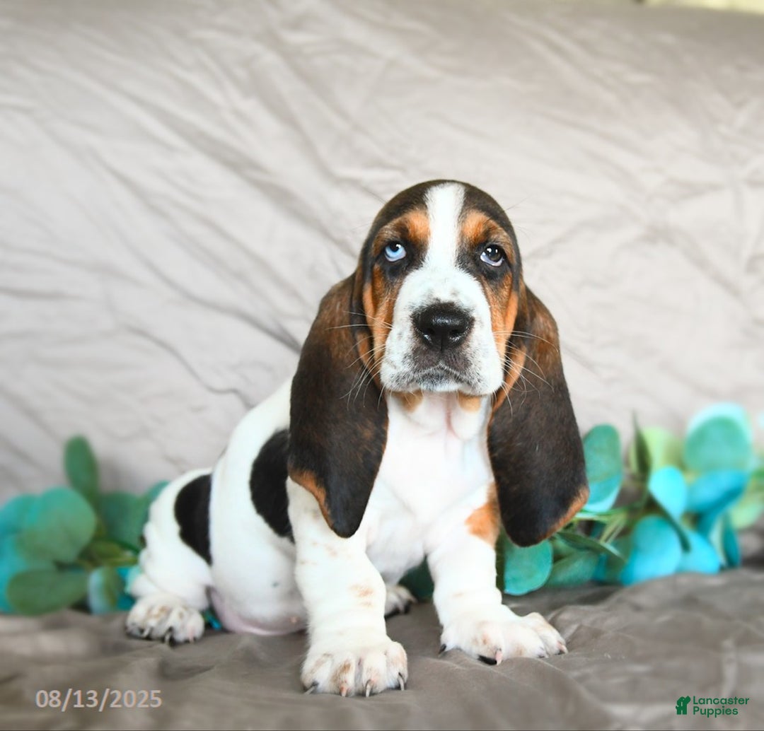Basset Hound dogs for sale: Sophie - Image 2