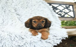 Miniature Dachshund dogs for sale: Brynn - Image 4