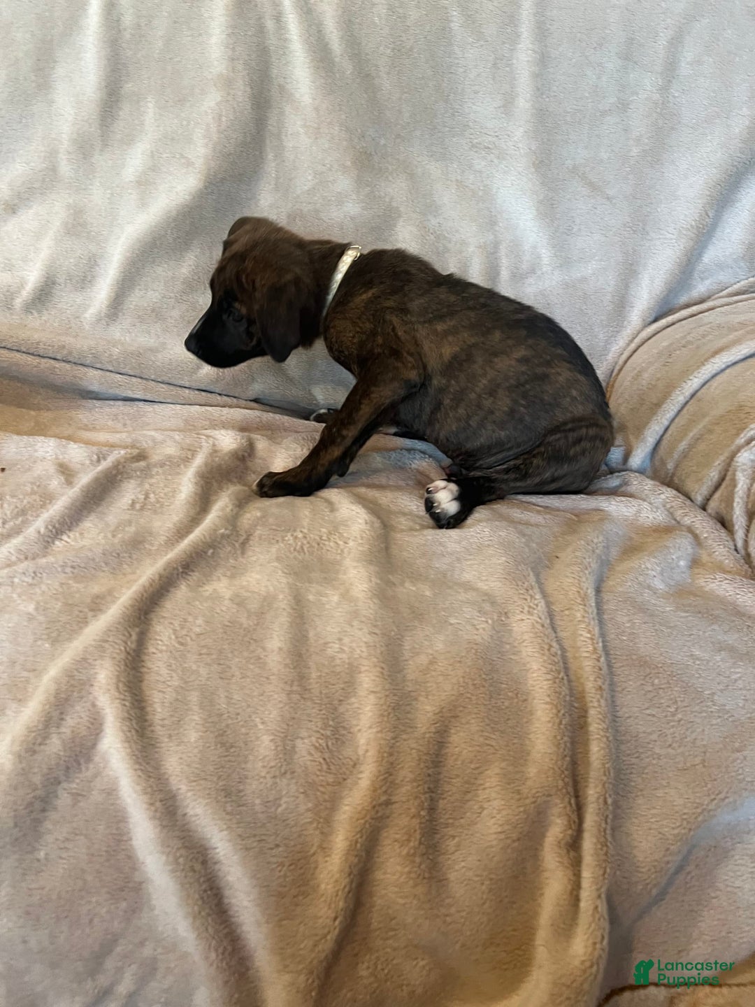 German Shepherd dogs for sale: Sam - Image 3