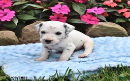 Dalmatian dogs for sale: Lawson - Image 1