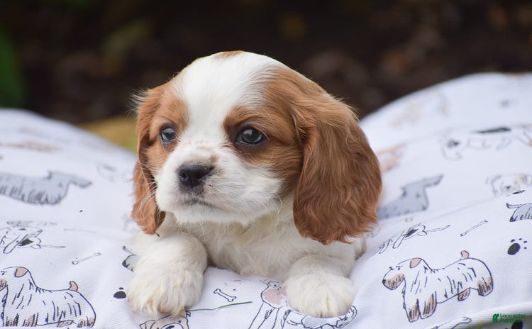 Cockalier dogs for sale - Ad 4