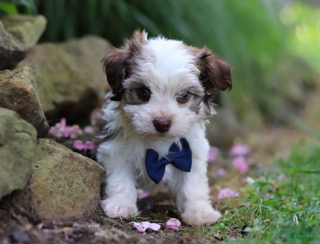 Havanese dogs for sale: Champ - Image 3