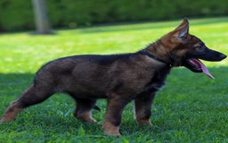 German Shepherd dogs for sale: Freya - Image 7