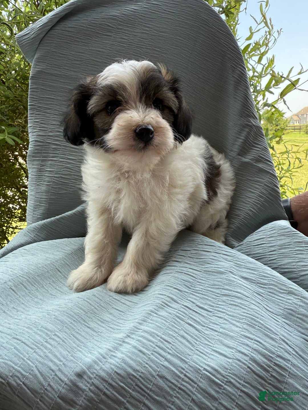 Teddy Bear dogs for sale: Elliott - Image 21