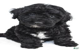 Yorkiepoo dogs for sale: Bingo - Image 10