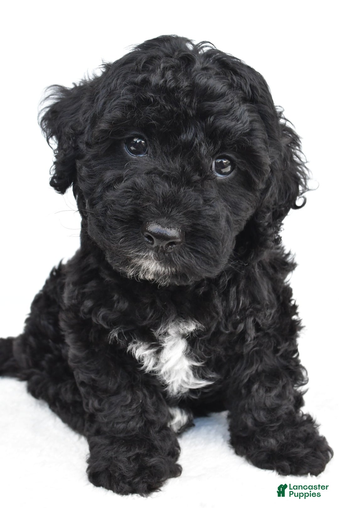 Yorkiepoo dogs for sale: Bingo - Image 10