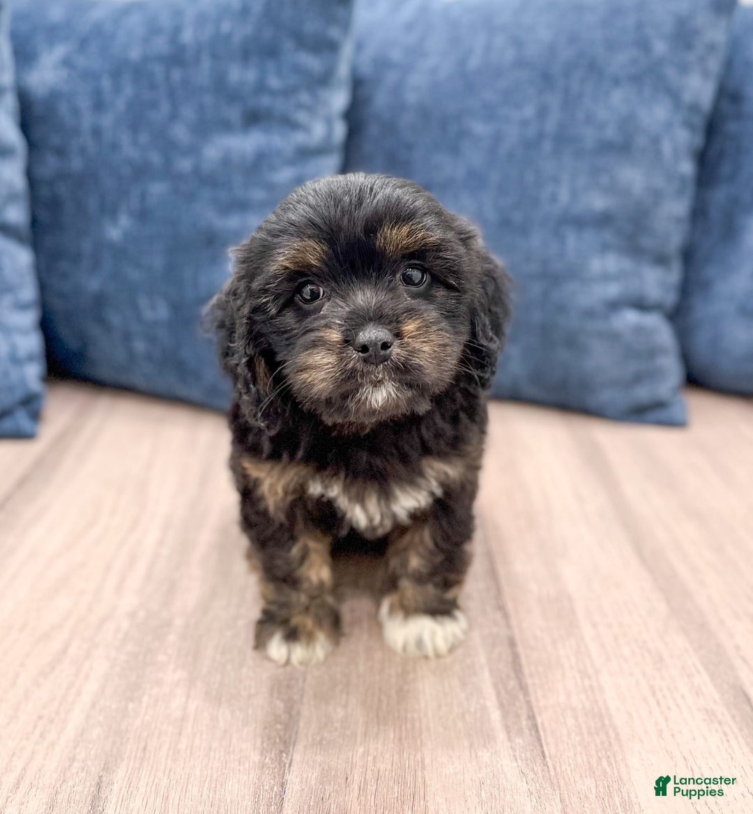 Cavapoo dogs for sale: Luna - Image 1