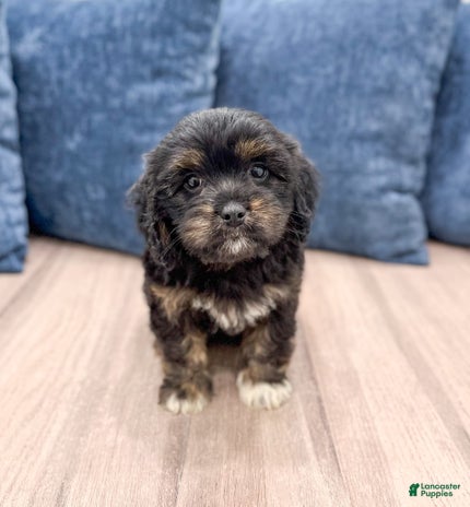 Cavapoo dogs for sale - Ad 4
