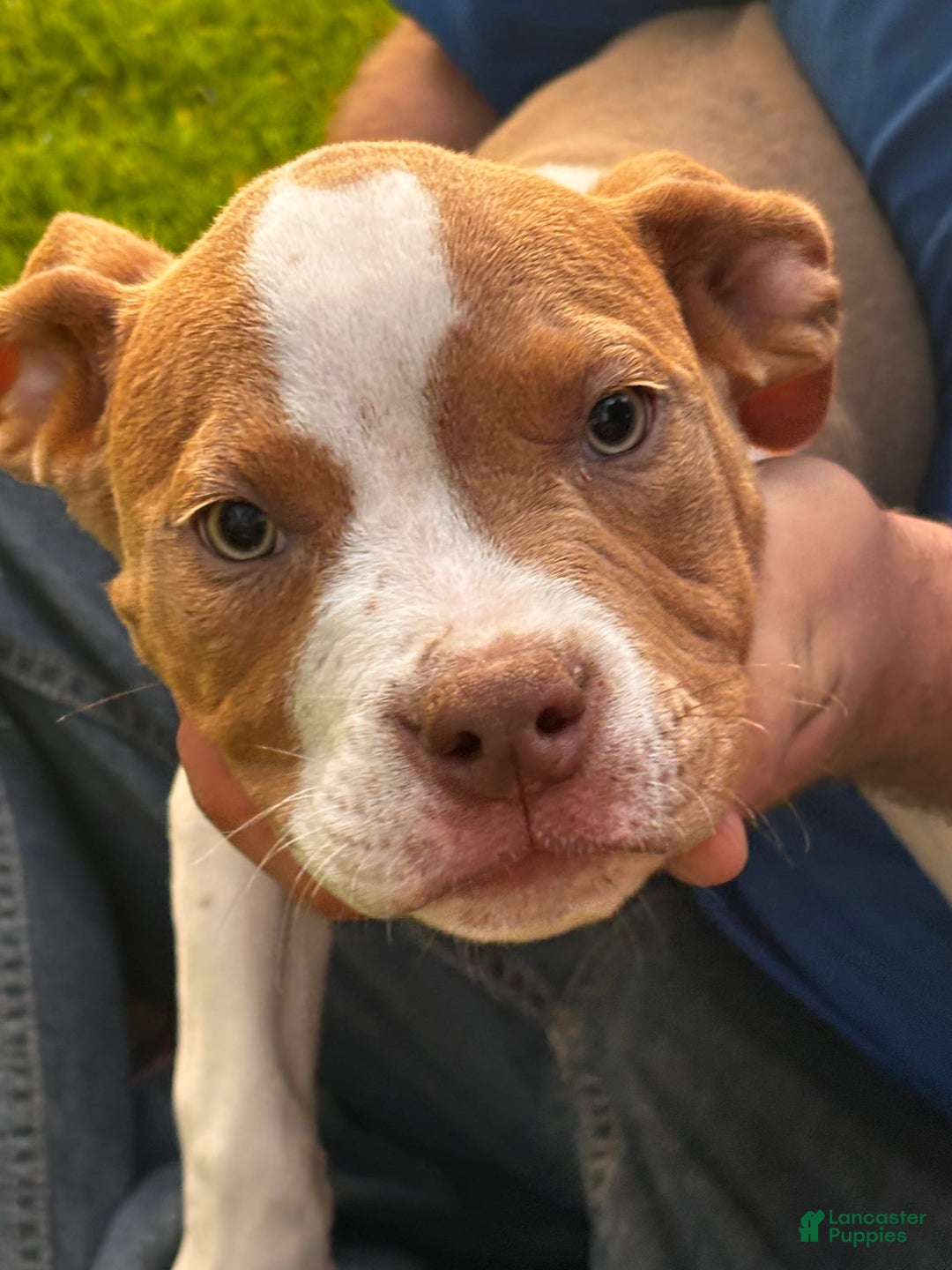 American Pit Bull Terrier dogs for sale: Willis - Image 3