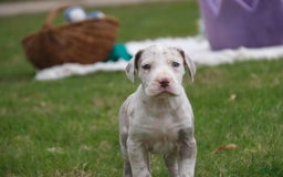 Great Dane dogs for sale: Jovie - Image 25