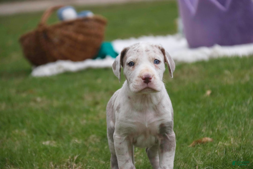 Great Dane dogs for sale: Jovie - Image 25