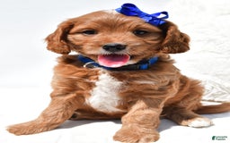 Mini Goldendoodle dogs for sale: Rascal - Image 4