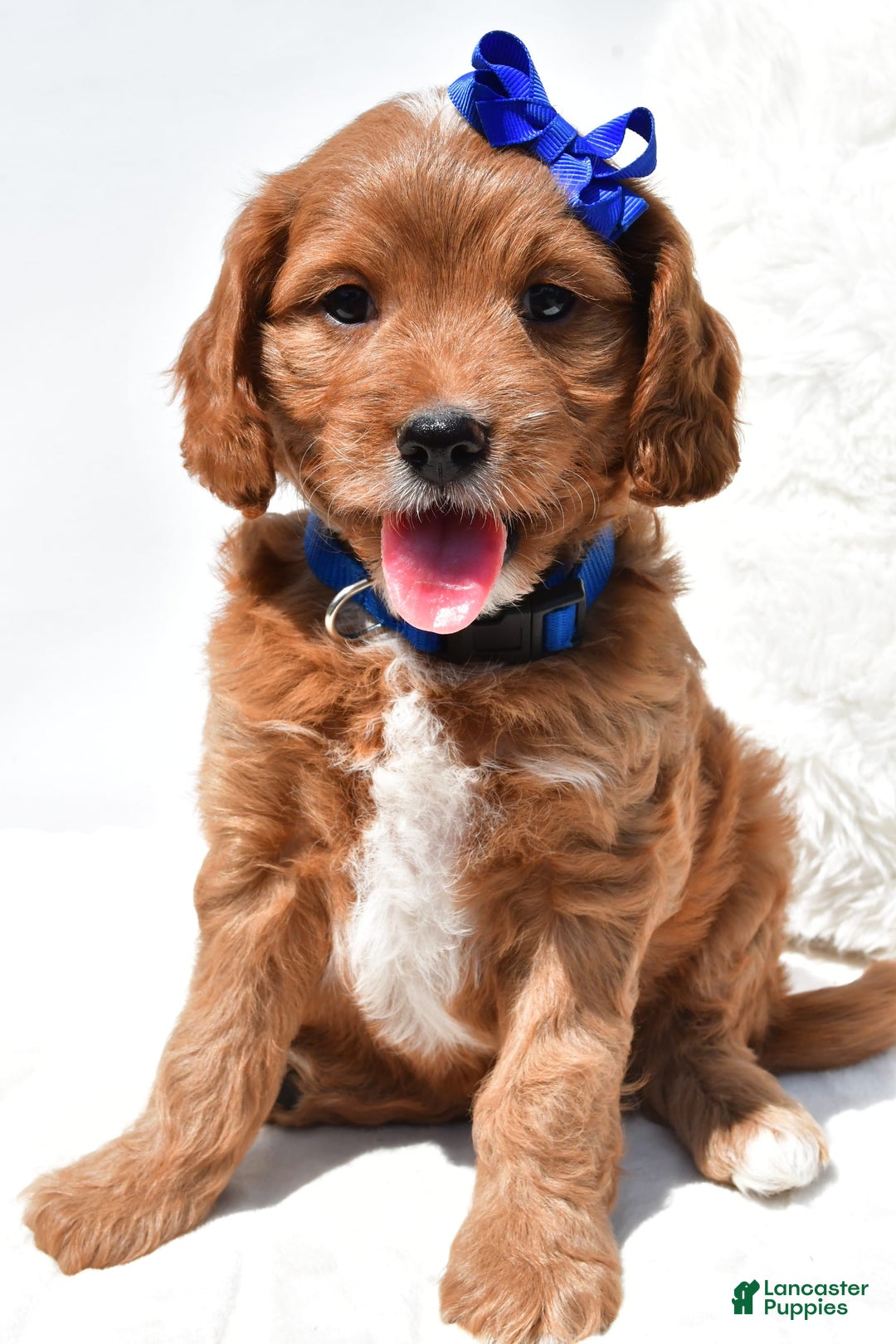 Mini Goldendoodle dogs for sale: Rascal - Image 4