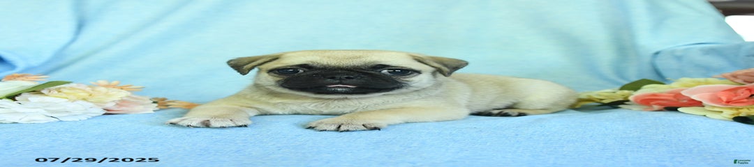 Bailey