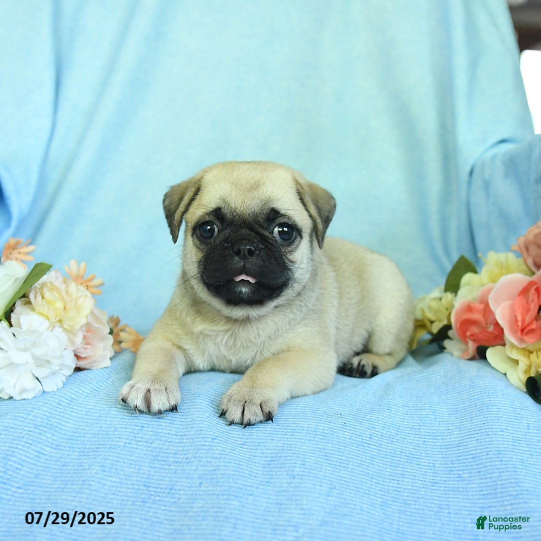 Pug dogs for sale: Bailey - Image 3