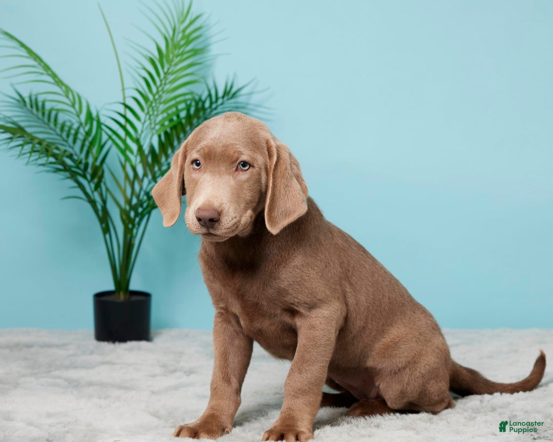 Labrador Retriever dogs for sale: Jackie - Image 2