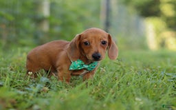 Miniature Dachshund dogs for sale: Jake - Image 6